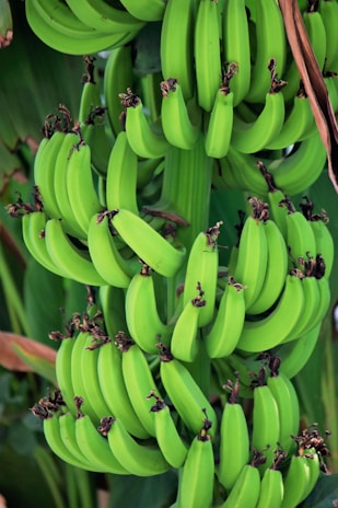 Freshly cut green bananas ready for cooking.