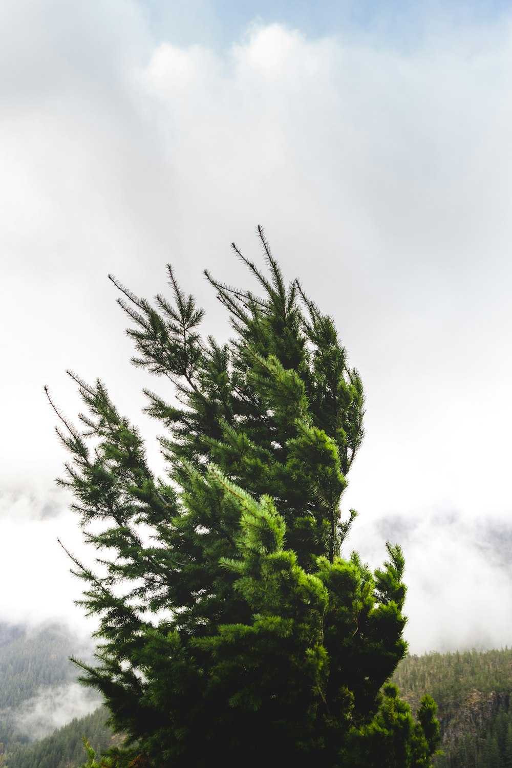 green tree under white sky