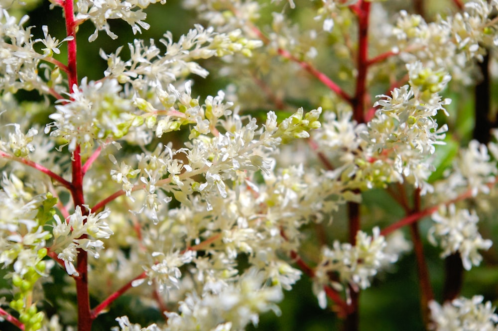 weiße Blüten mit grünen Blättern