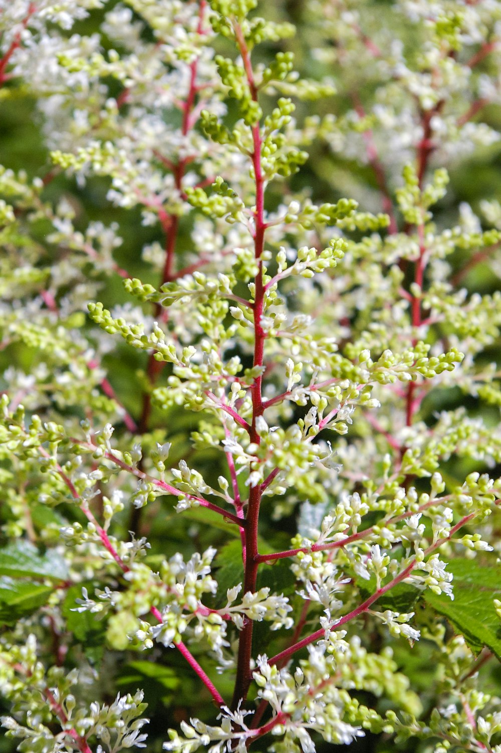 red and green plant during daytime