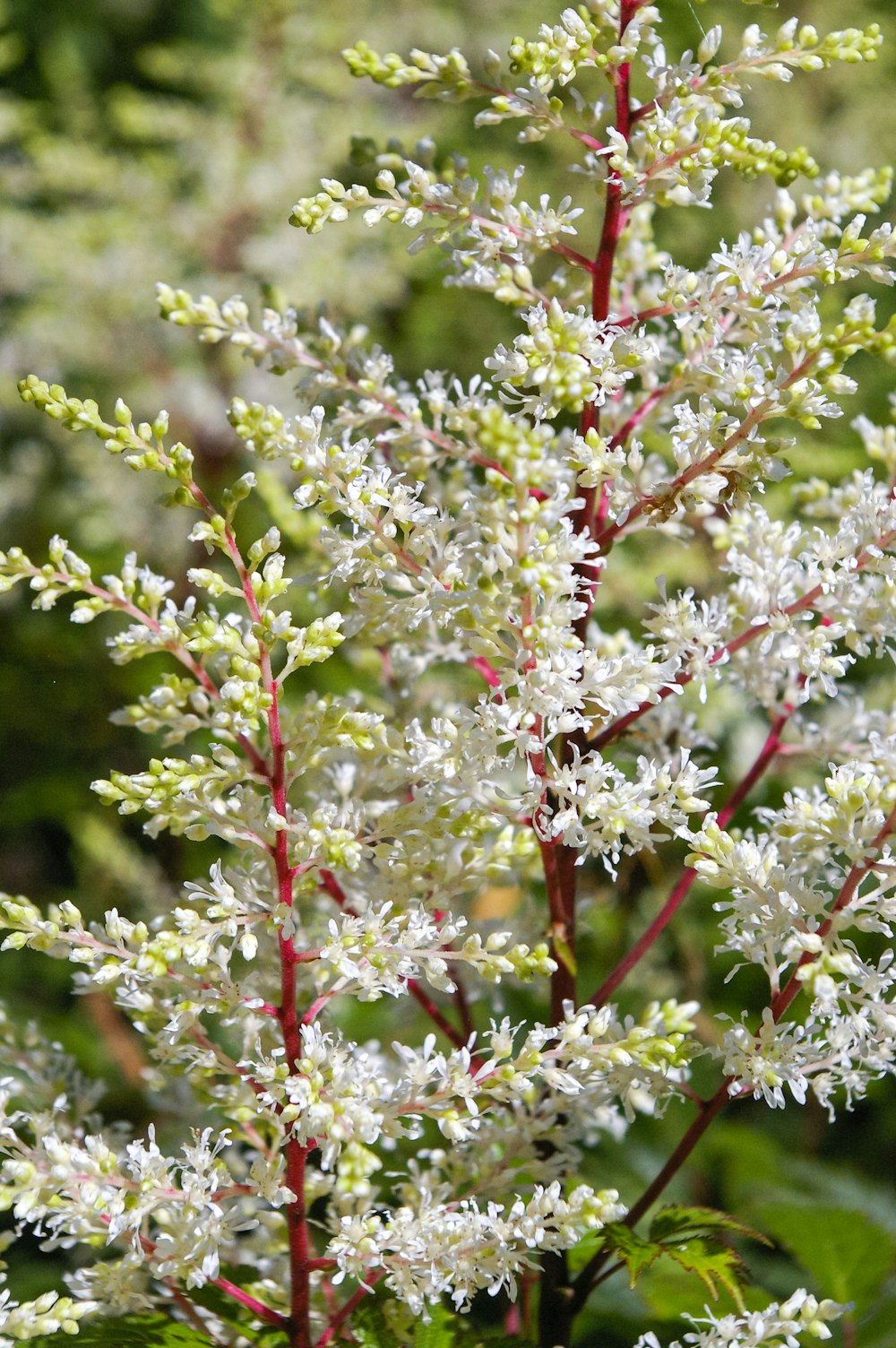 white and red flower buds