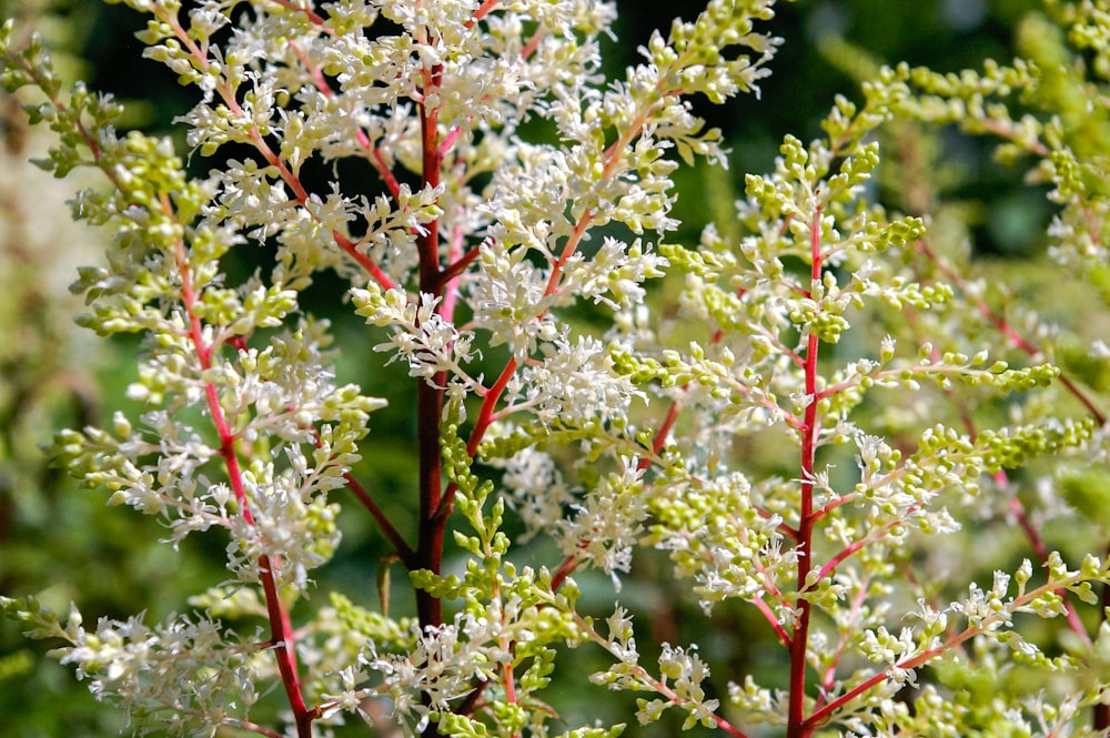 pink and white flowers during daytime