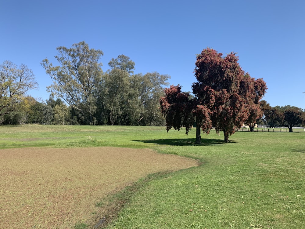 campo de grama verde com árvores sob o céu azul durante o dia
