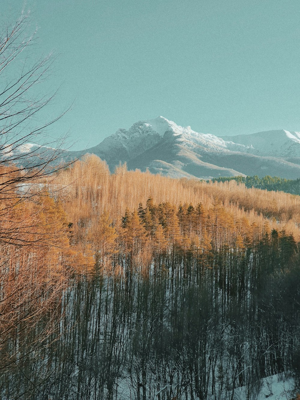 arbres bruns près de la montagne enneigée pendant la journée