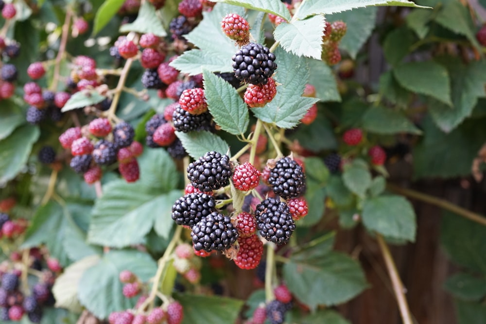 red and black berries on green leaves