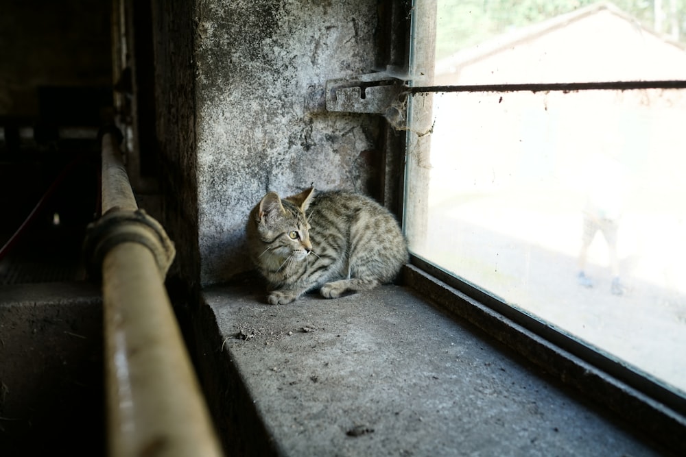 silver tabby cat on window