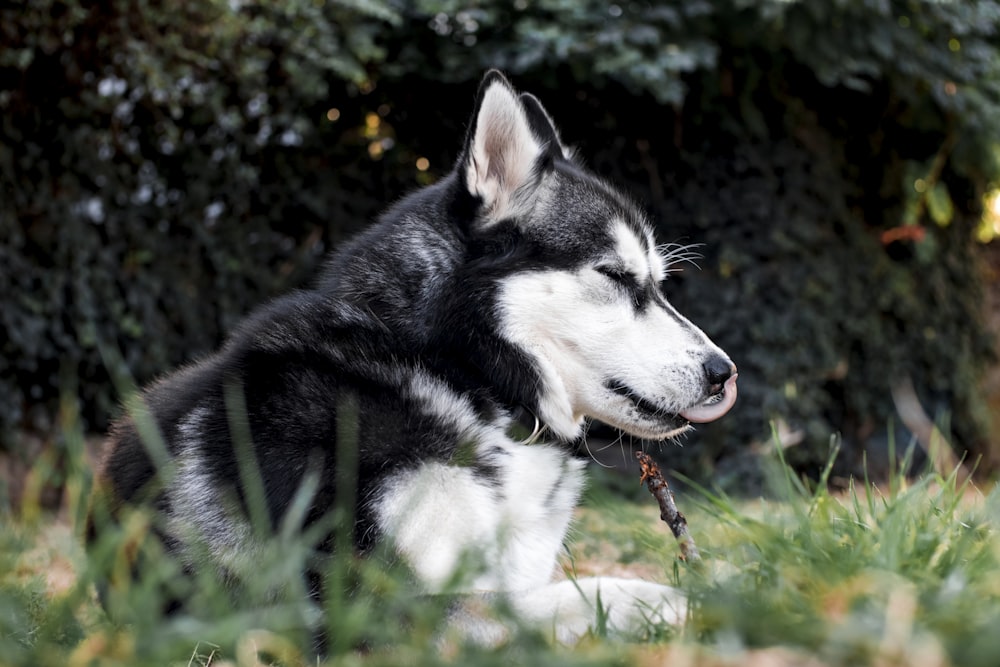 black and white siberian husky puppy on green grass during daytime