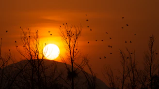Golden sunset casting warm hues over tranquil Po Delta wetlands with silhouetted birds in flight.