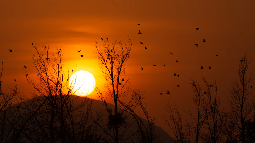 Golden sunset casting warm hues over tranquil Po Delta wetlands with silhouetted birds in flight.