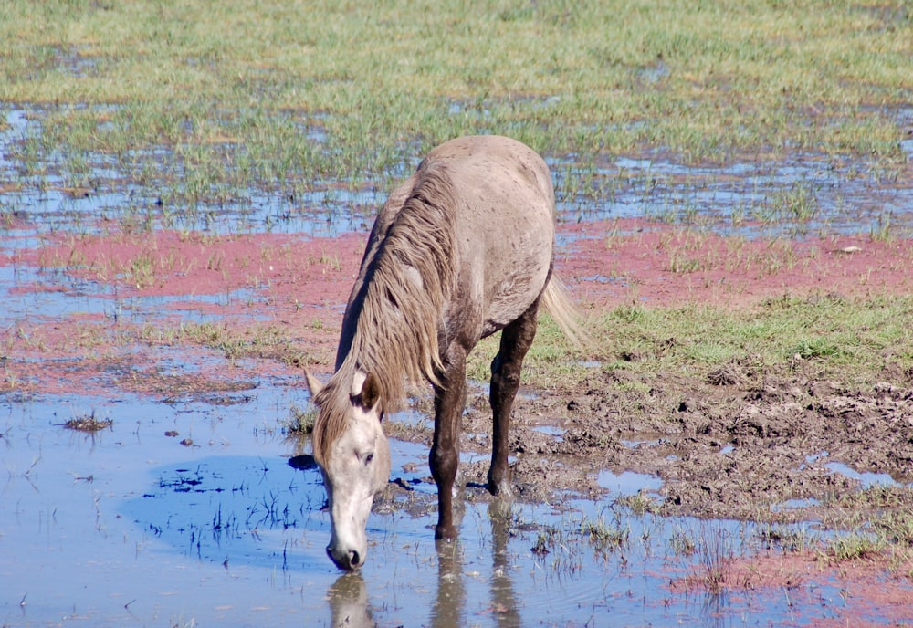 brown horse drinking water on lake during daytime