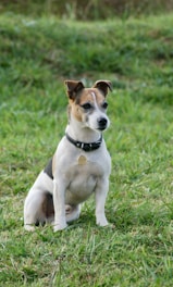 A small dog with a white and brown coat sits attentively on a grassy field. It wears a black collar with a small golden tag.
