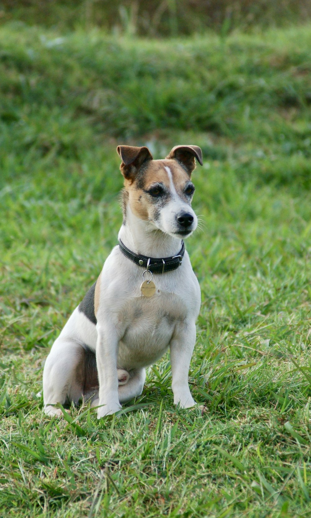Cane a pelo corto bianco nero e marrone che si siede sull'erba verde durante il giorno