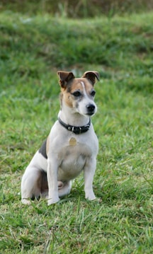 A small dog with a white and brown coat sits attentively on a grassy field. It wears a black collar with a small golden tag.