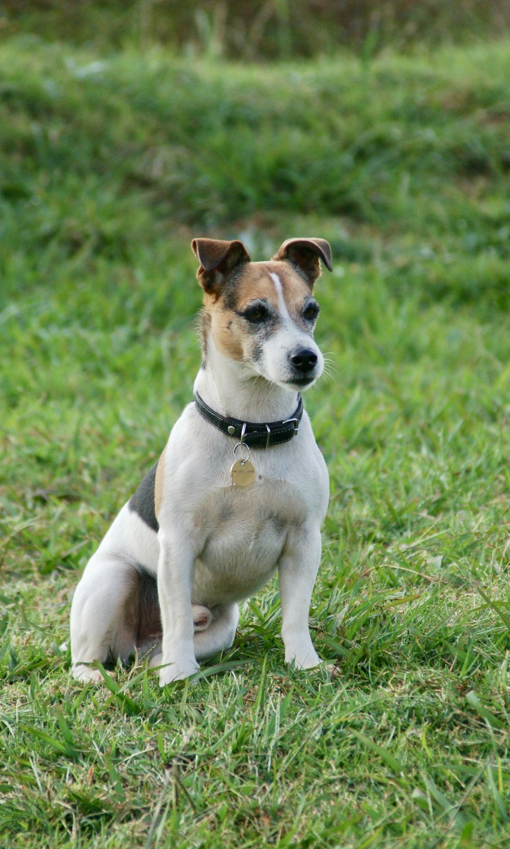 白、黒、茶色の短いコートの犬が昼間、緑の芝生の上に座っている