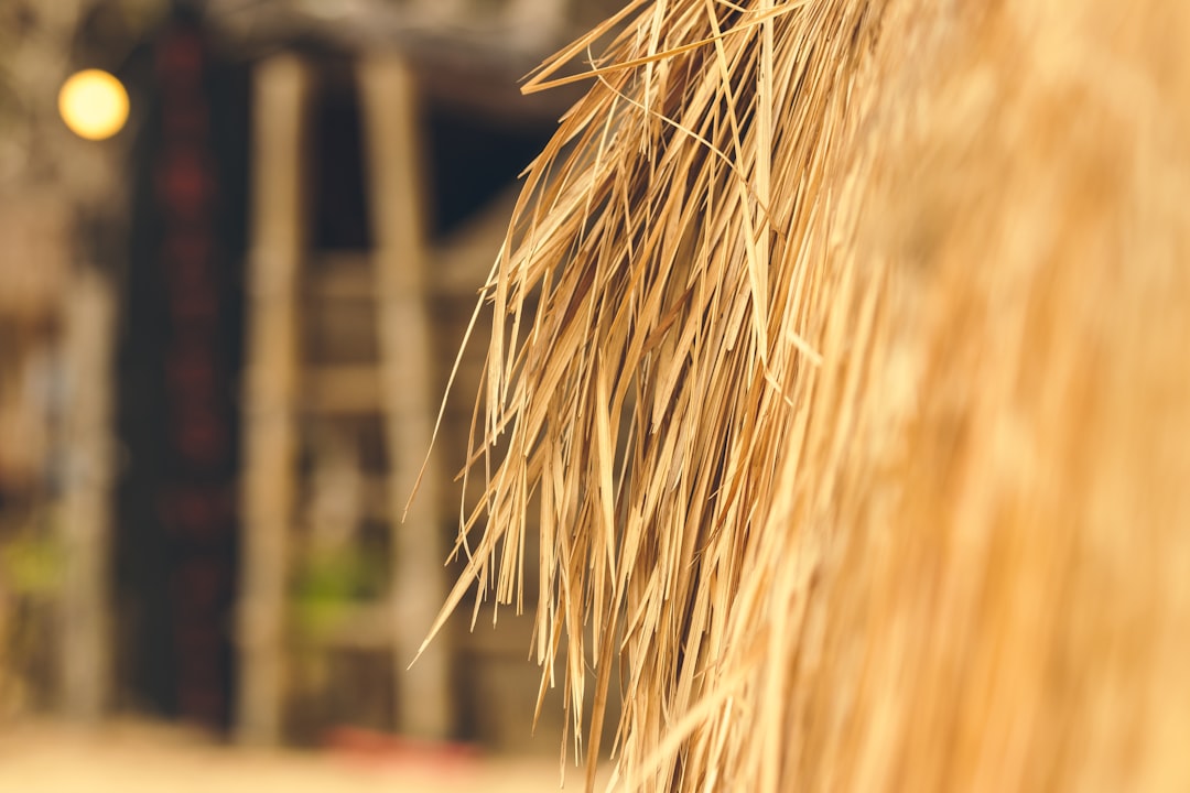 brown wheat in close up photography