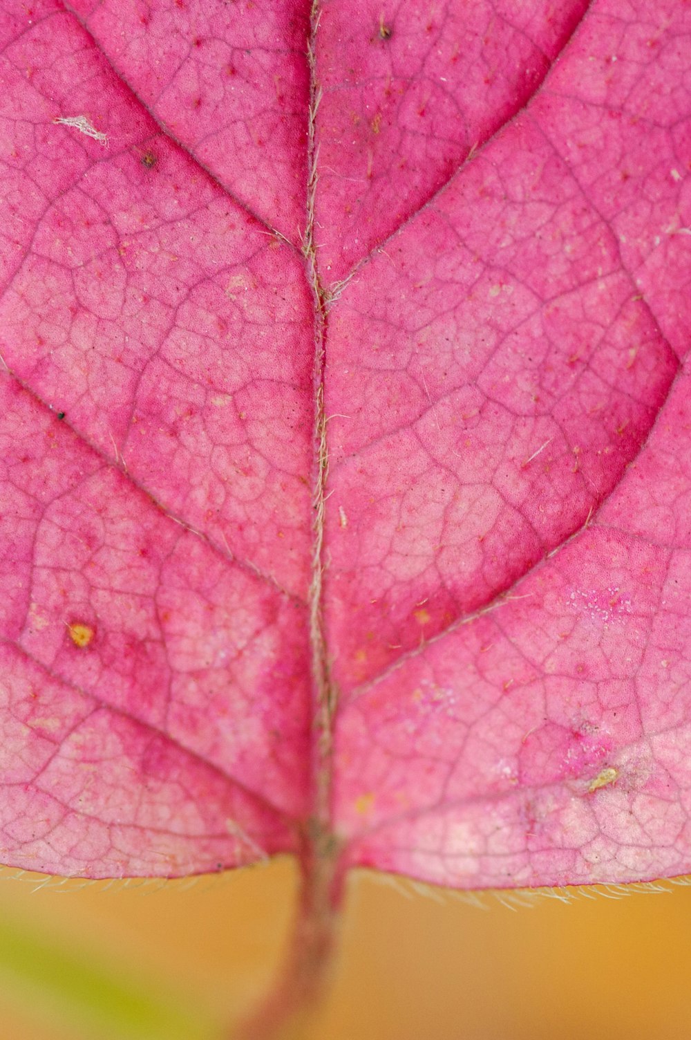 pink leaf with water droplets