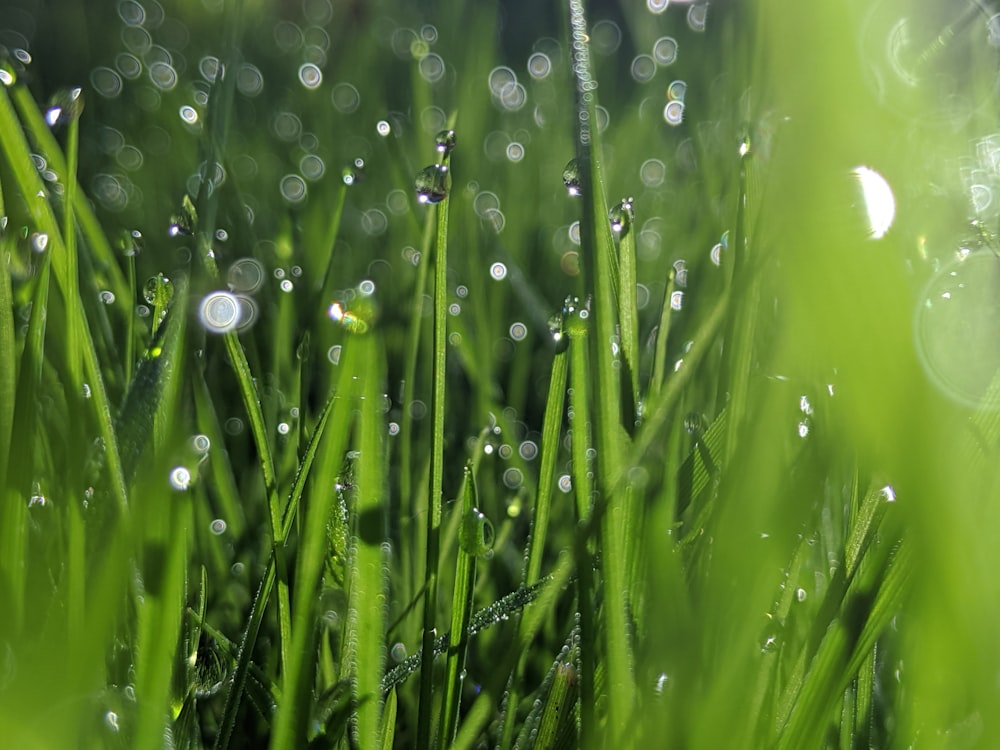 water droplets on green grass during daytime