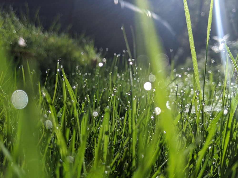 water droplets on green grass during daytime