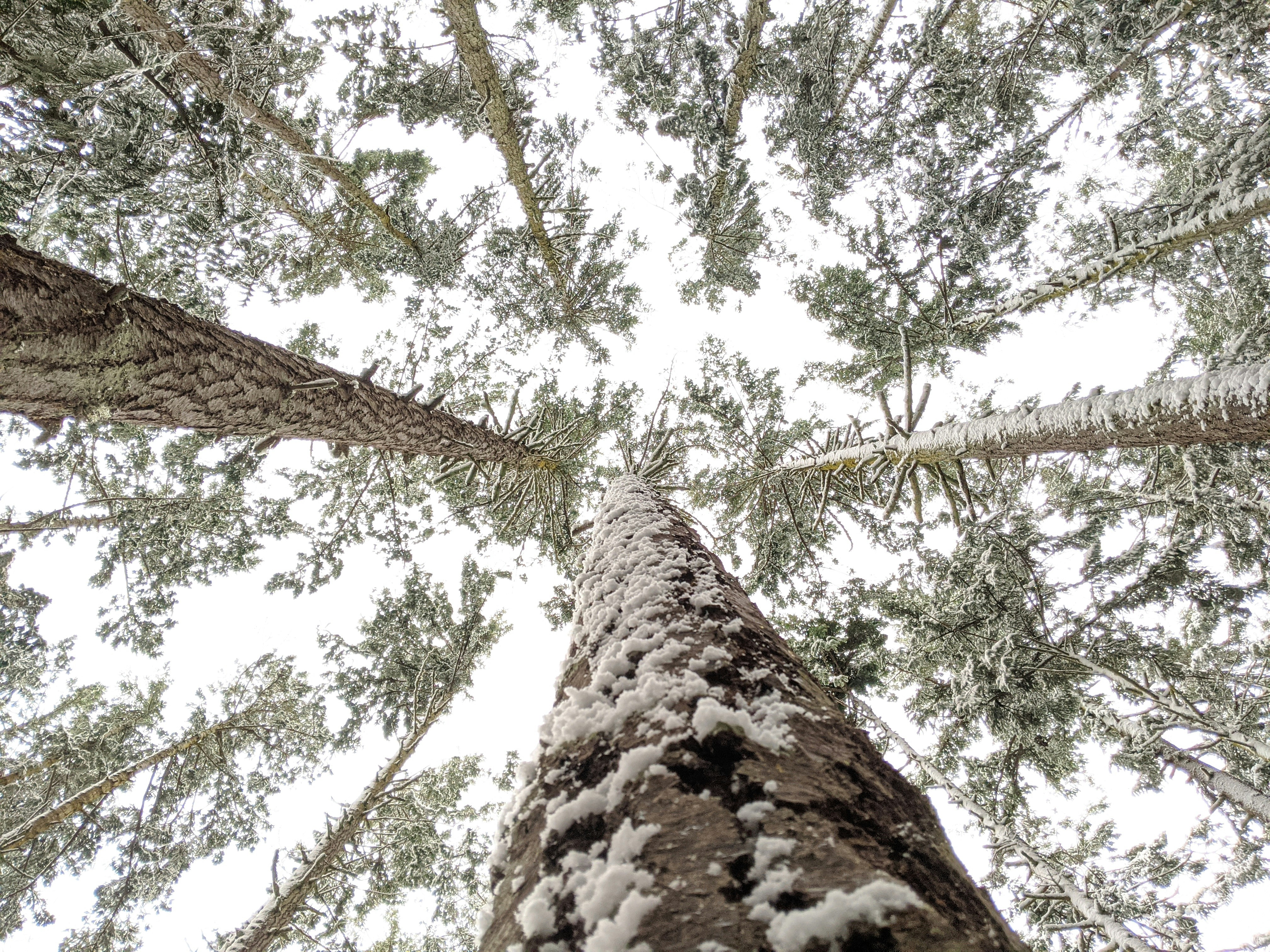 low angle photography of green trees during daytime