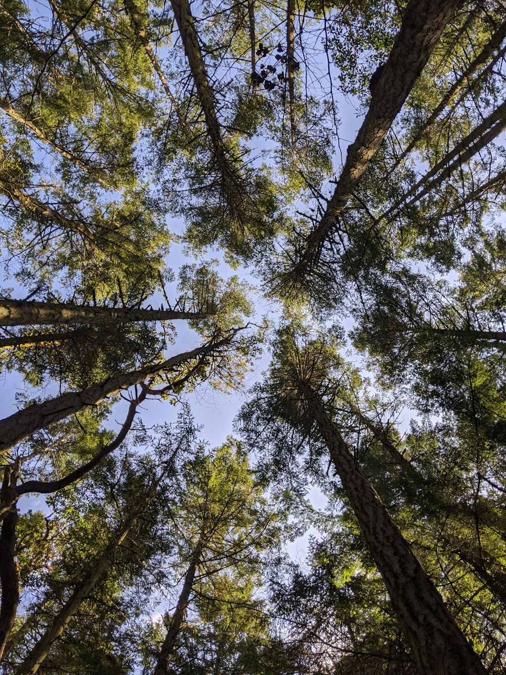 low angle photography of green trees during daytime