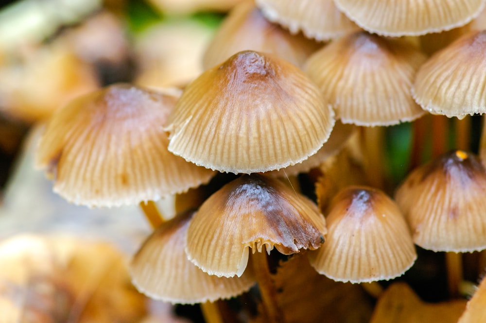 white and brown mushrooms in tilt shift lens