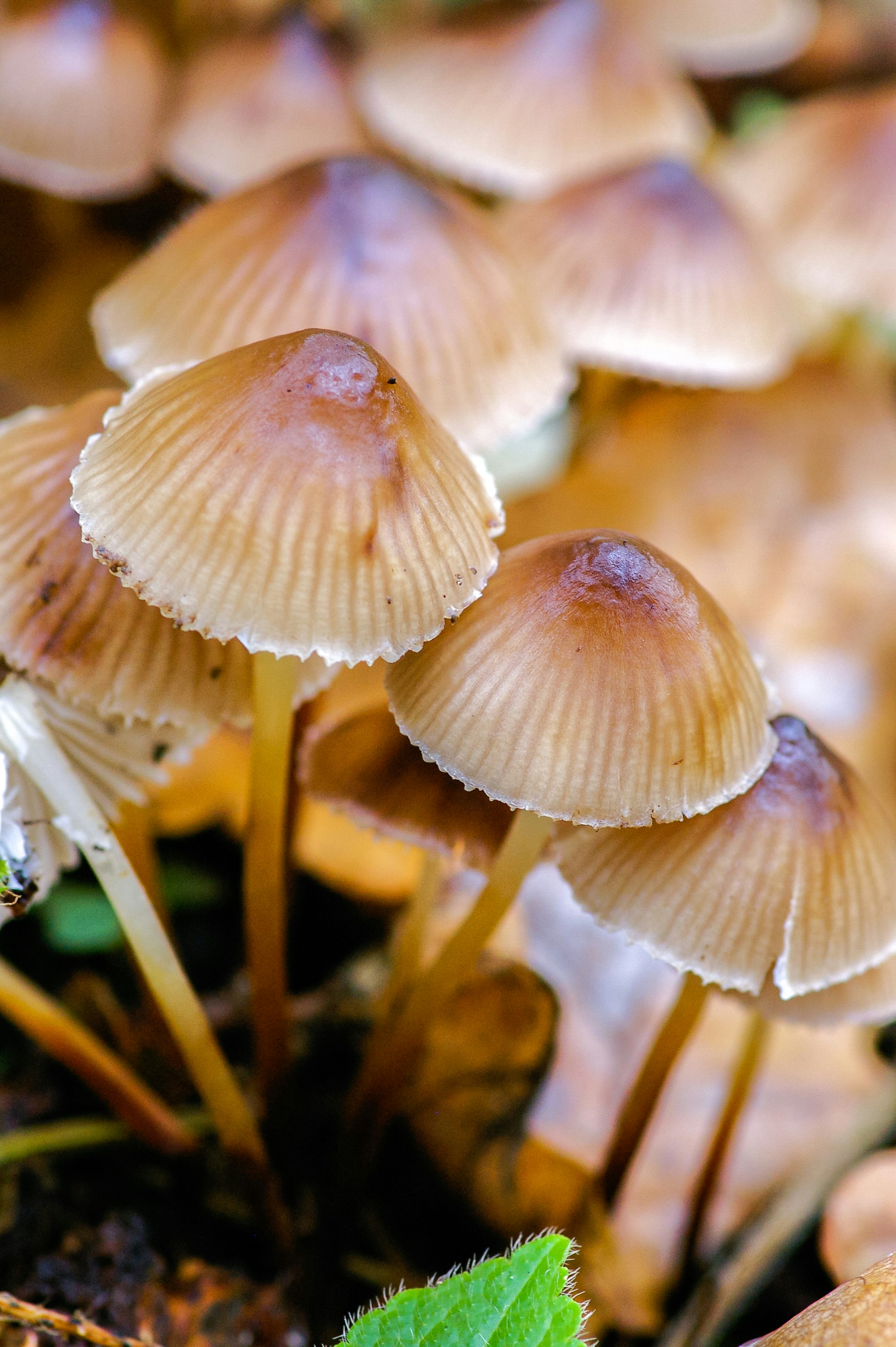 white and brown mushrooms in tilt shift lens
