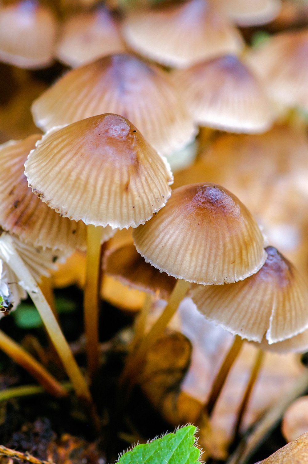 champignons blancs et bruns dans une lentille à bascule et décentrement