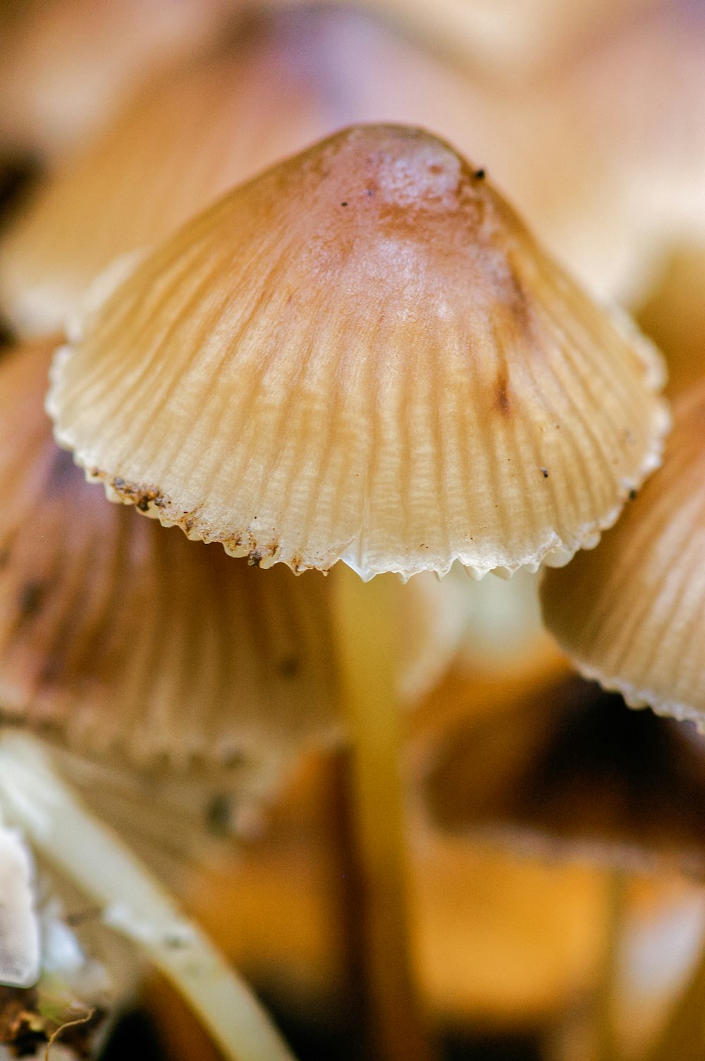champignon blanc et brun en gros plan
