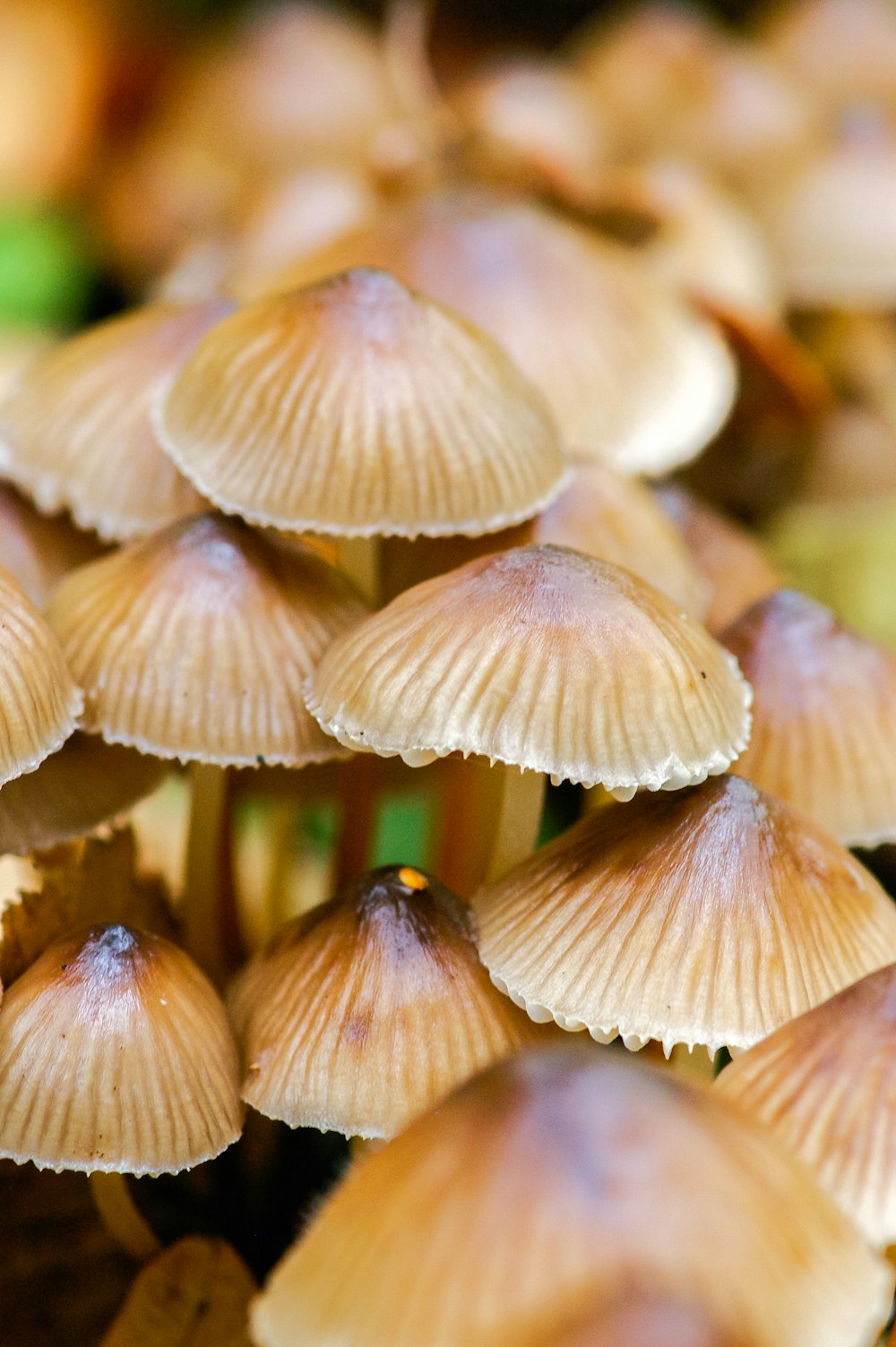 brown mushrooms in macro lens