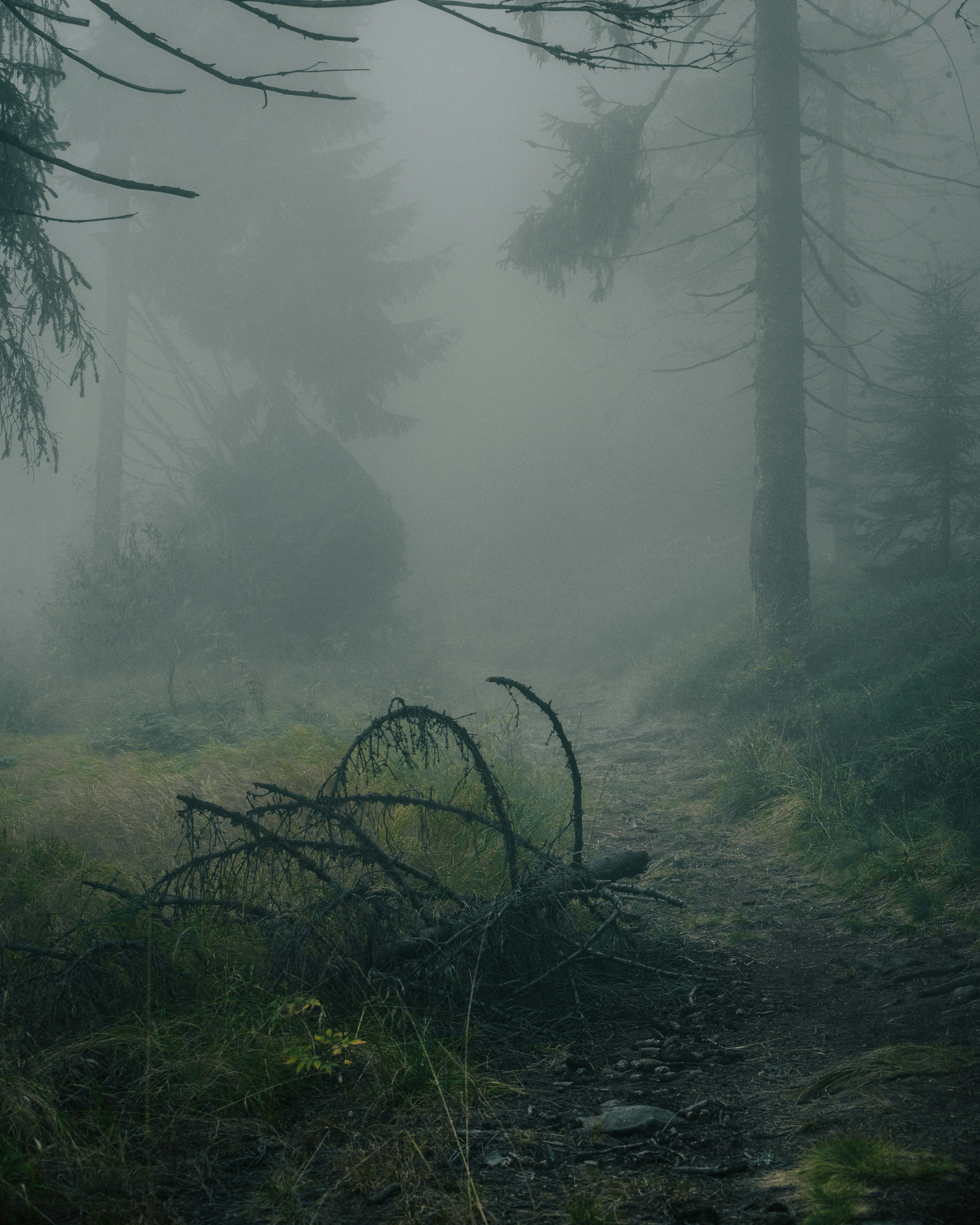 Photo by tamas_tuzeskatai