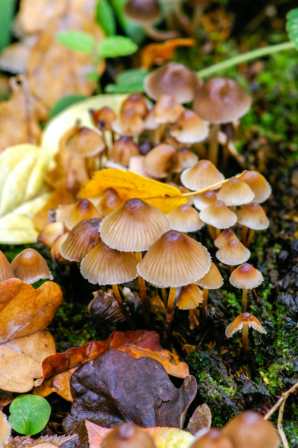 brown mushrooms on green grass during daytime