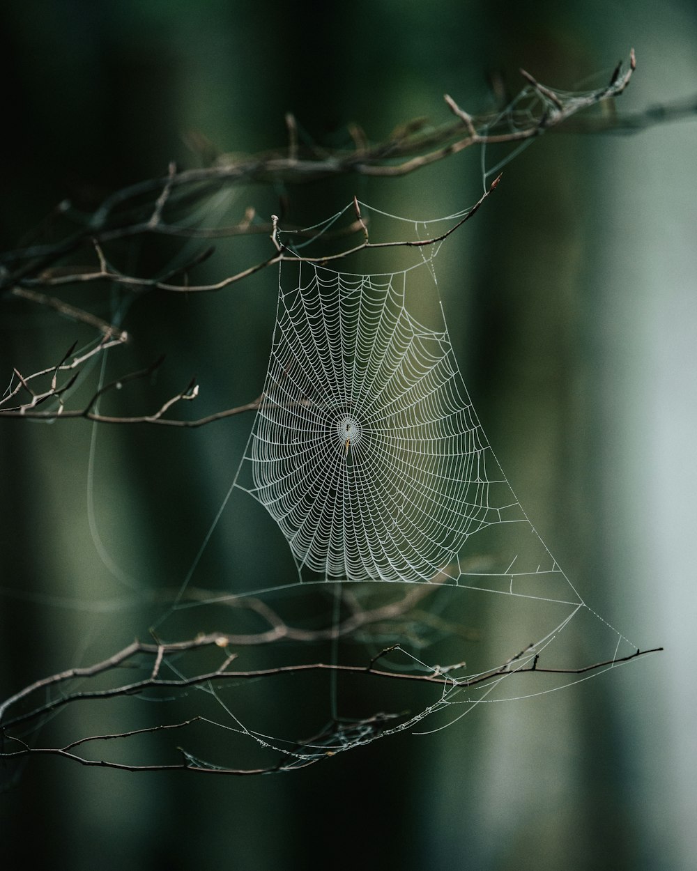 tela de araña en la rama marrón del árbol
