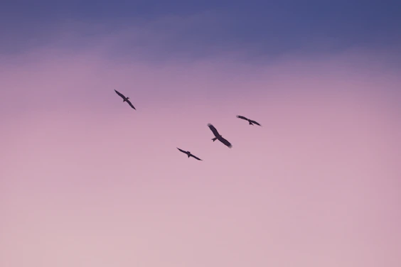 birds flying under blue sky during daytime