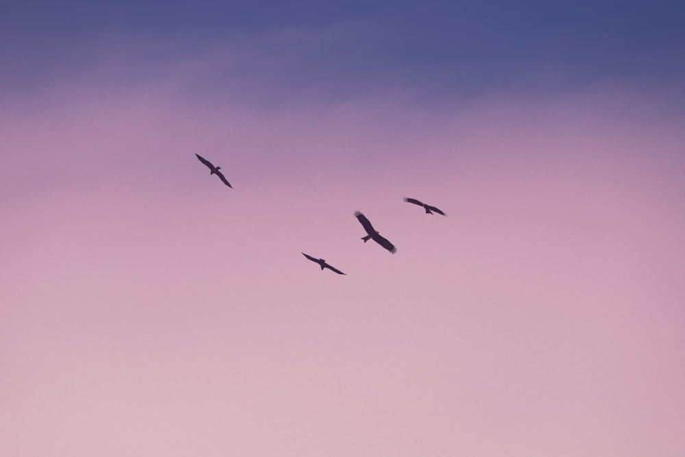 昼間の青空の下を飛ぶ鳥たち
