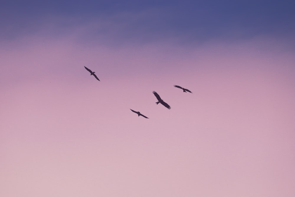 Vögel, die tagsüber unter blauem Himmel fliegen