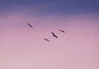 birds flying under blue sky during daytime