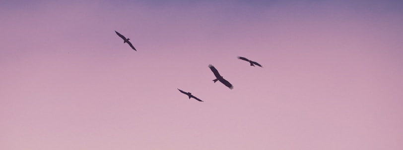 birds flying under blue sky during daytime