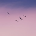 birds flying under blue sky during daytime