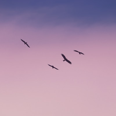 birds flying under blue sky during daytime