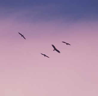 birds flying under blue sky during daytime