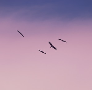 birds flying under blue sky during daytime