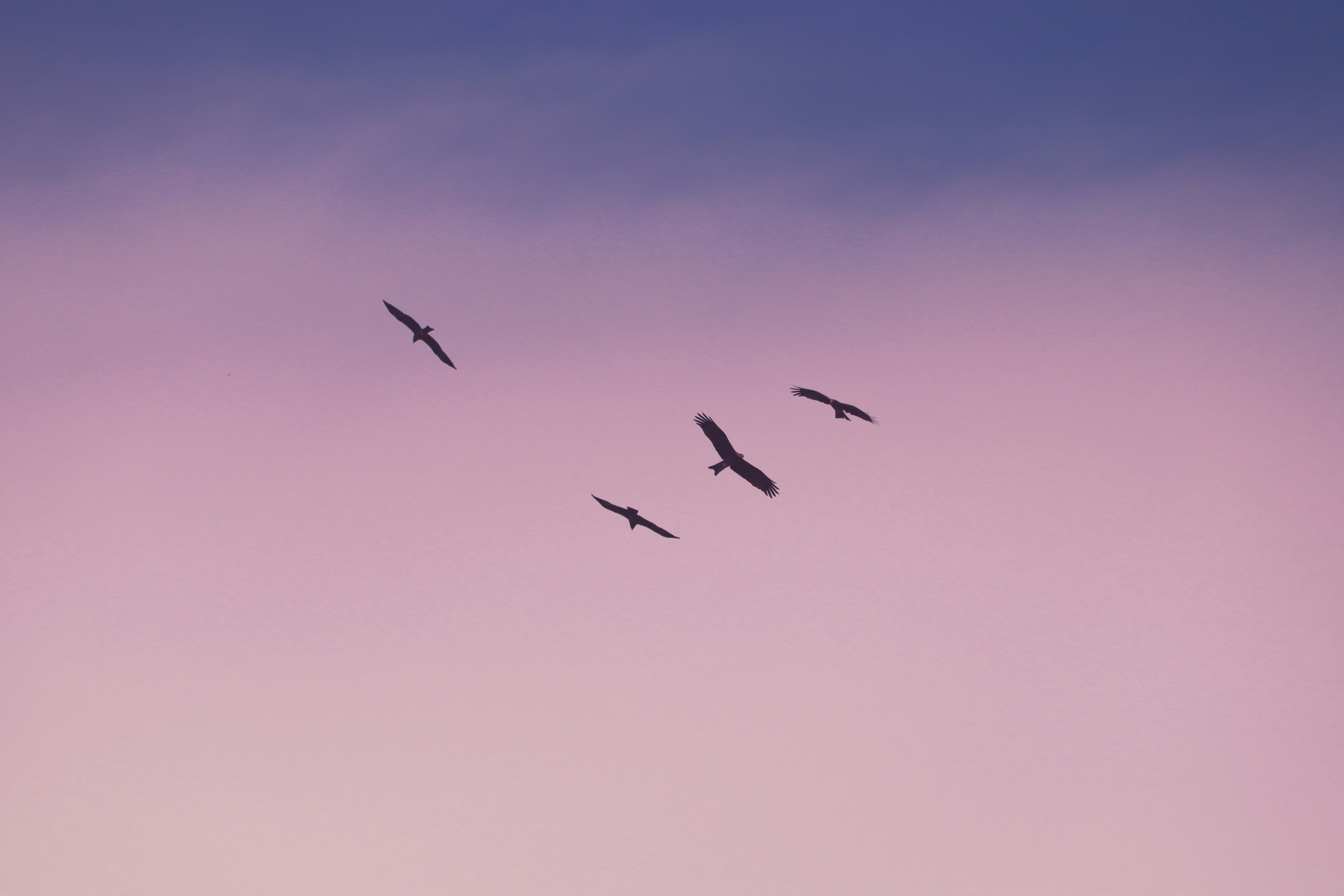 The amazing picture of flying birds/eagles.