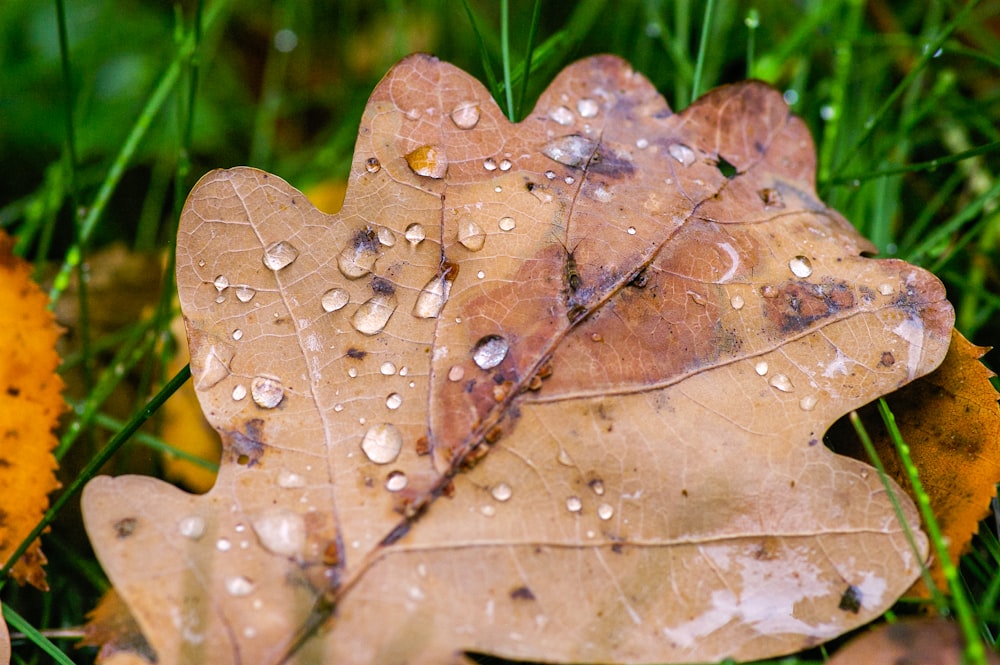 brown dried leaf with water droplets