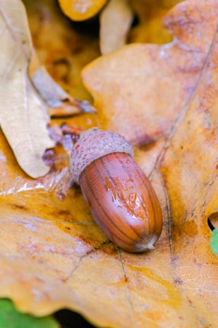 An acorn lies on a bed of autumnal leaves, displaying its smooth, brown surface and textured cap. The surrounding leaves are rich in shades of yellow and brown, indicating a fall setting.
