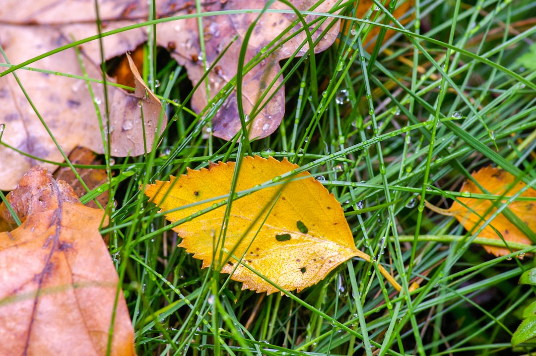 yellow leaf on green grass