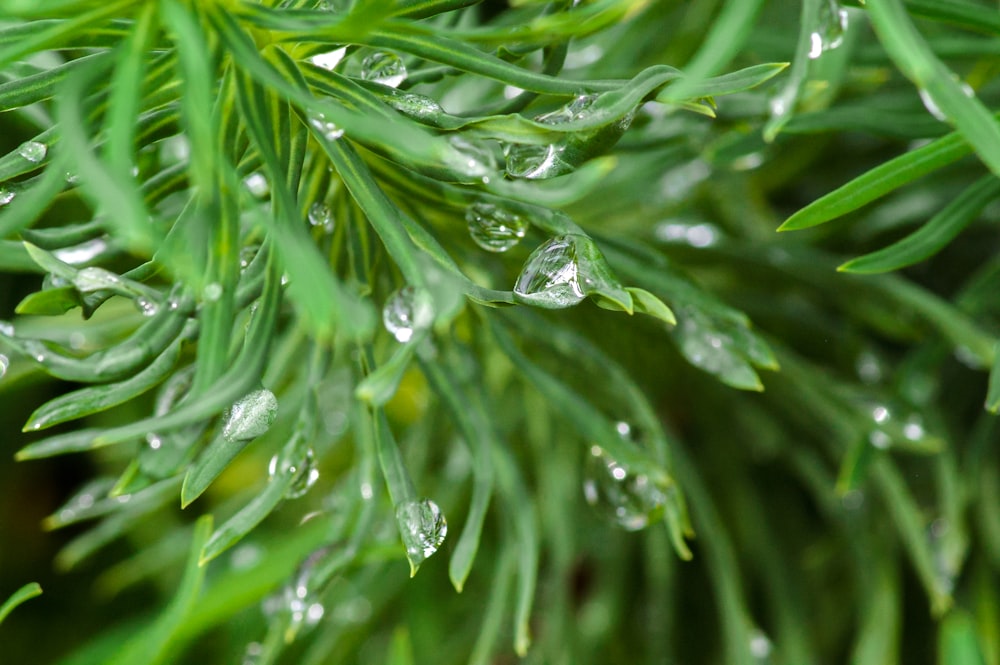 water droplets on green plant