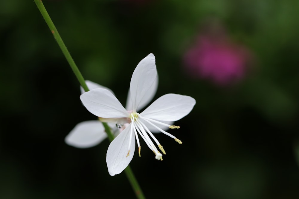 white 5 petaled flower in bloom