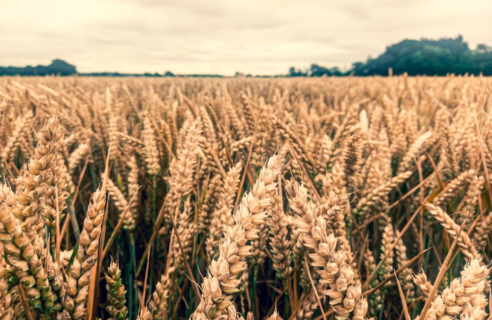 brown wheat field during daytime