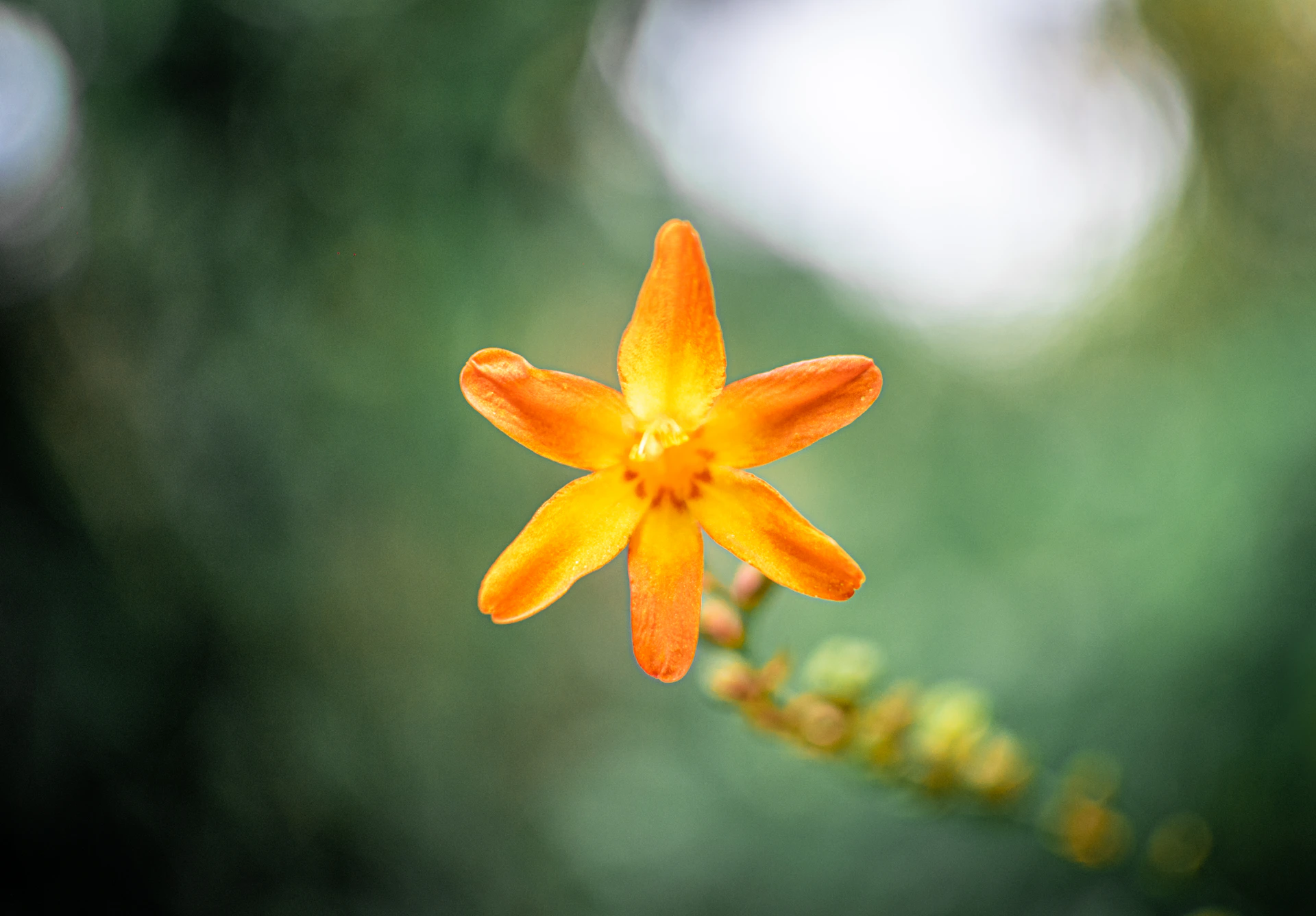 yellow flower in tilt shift lens