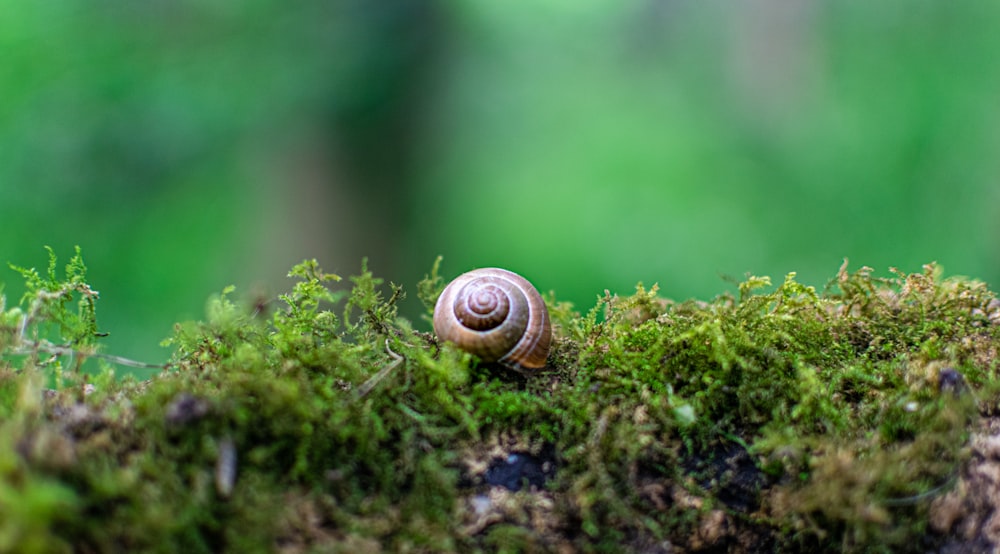 brown snail on green grass